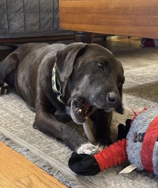 Mr.norris thumbnail 6