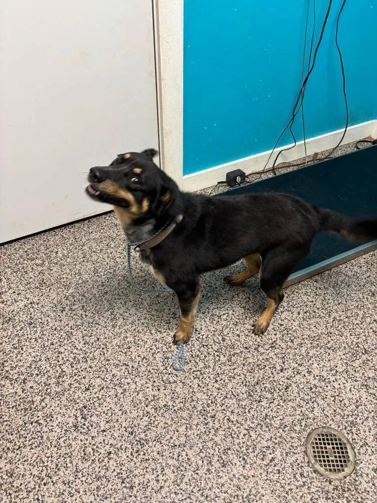 An adult medium-sized male Australian Cattle Dog / Blue Heeler dog named Rickert for adoption in Kendallville, IN