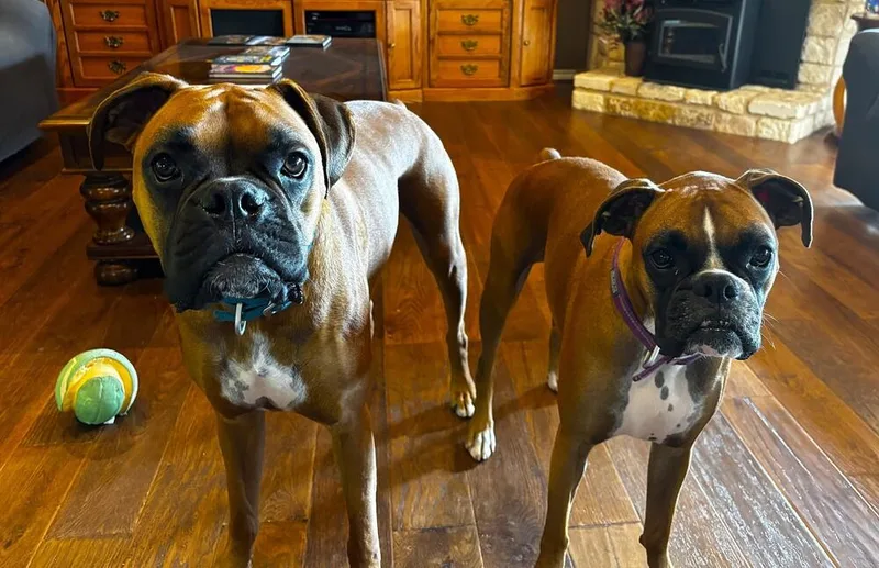An adult medium-sized male Yellow / Tan / Blond / Fawn Boxer dog named Zeus X for adoption in Hewitt, TX