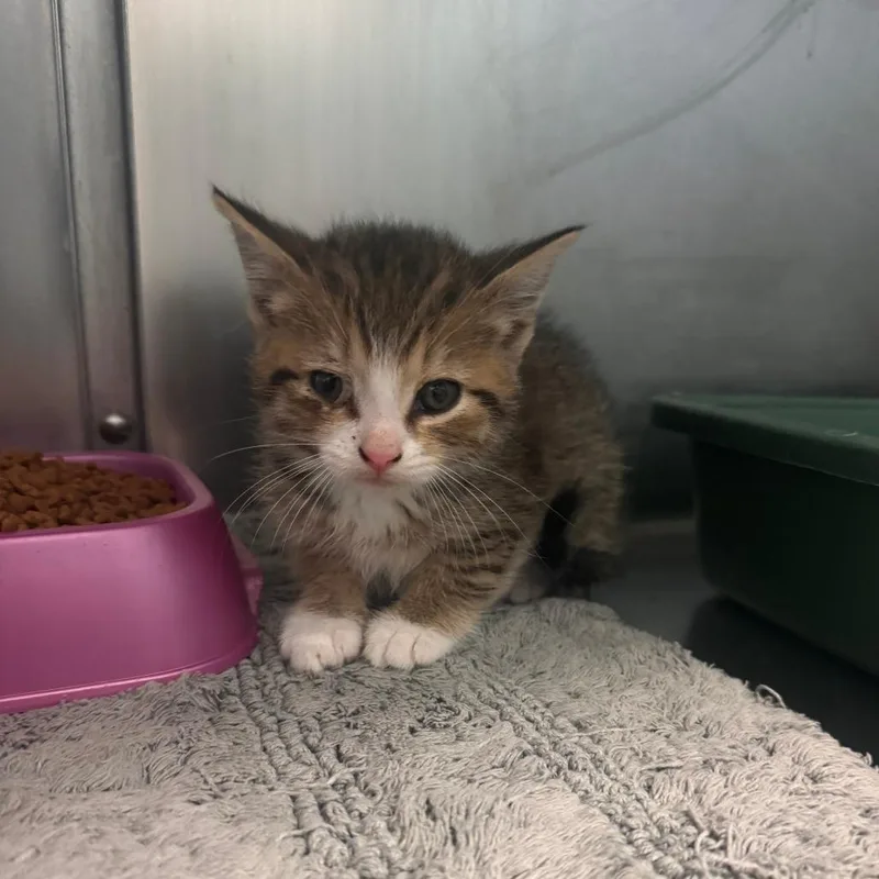 A baby small-sized male Brown / Chocolate Domestic Short Hair cat named Chameleon for adoption in South Haven, MI