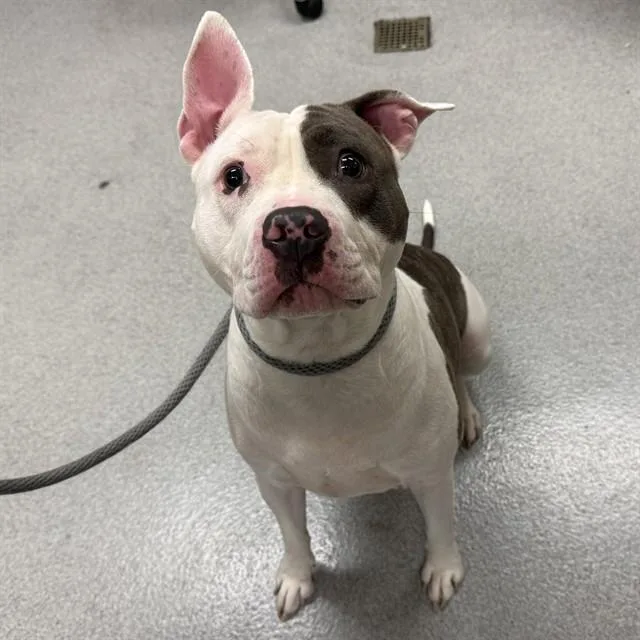 An adult large-sized female Pit Bull Terrier dog named Molly for adoption in Rancho Cucamonga, CA