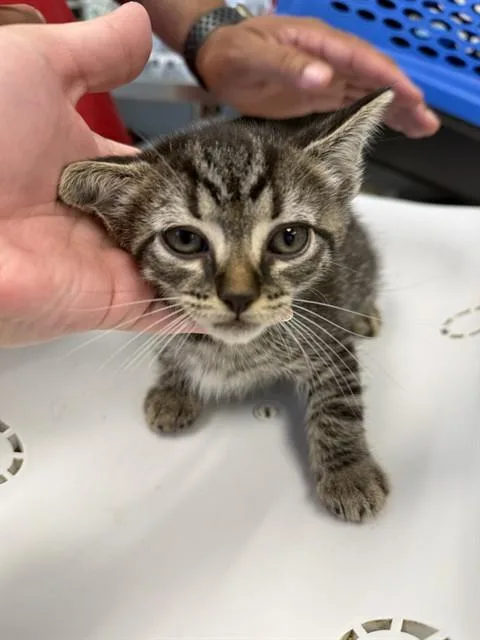 A baby small-sized male Domestic Medium Hair cat named Panama for adoption in Haw River, NC