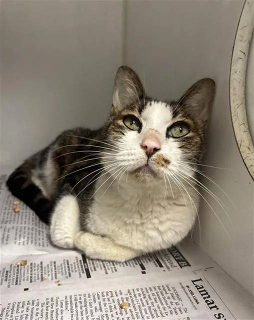 A senior medium-sized male Domestic Short Hair cat named Carson for adoption in Rosenberg, TX