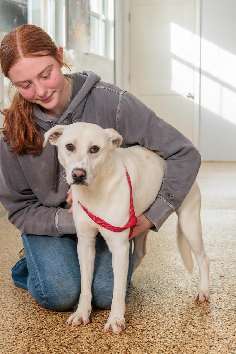 A young medium-sized male Labrador Retriever dog named Happy Feet for adoption in Chester Springs, PA