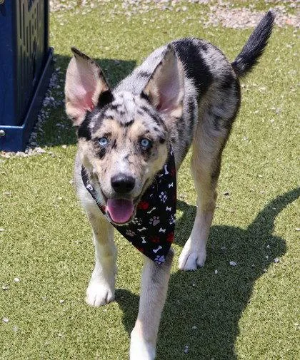 An adult large-sized male Australian Cattle Dog / Blue Heeler dog named Murphy Athens for adoption in Rockaway, NJ