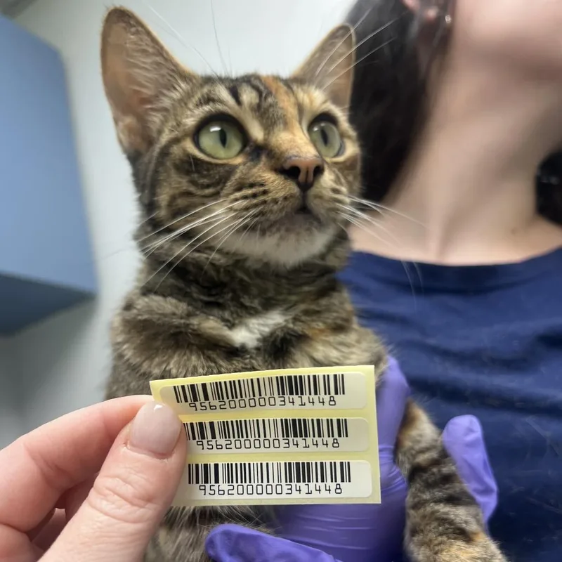 A young medium-sized female Torbie Domestic Medium Hair cat named Pepitas for adoption in Charleston, WV