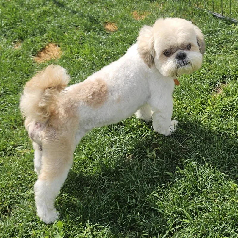 A young small-sized male Yellow / Tan / Blond / Fawn Shih Tzu dog named Bogey for adoption in Fenton, MI