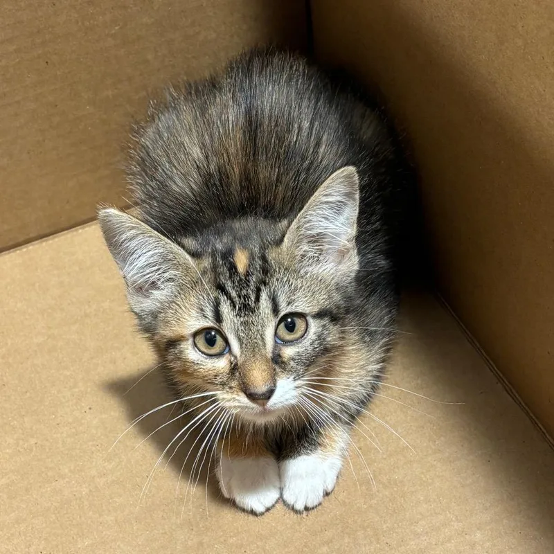 A baby small-sized female Black Domestic Short Hair cat named Jinx for adoption in Tampa, FL