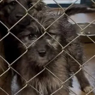 A baby medium-sized female Shepherd dog named Mercy for adoption in Blue Springs, MO