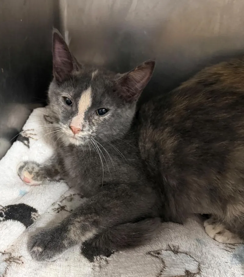 A baby medium-sized female Domestic Short Hair cat named Autumn Meadowhawk for adoption in Cincinnati, OH