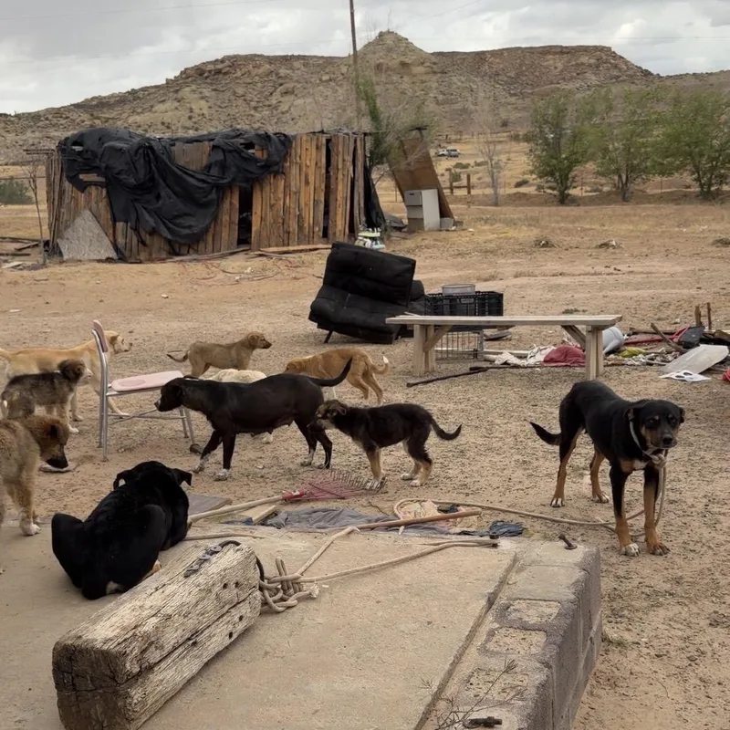 An adult medium-sized female Black Mixed Breed dog named Criss Cross for adoption in Moab, UT