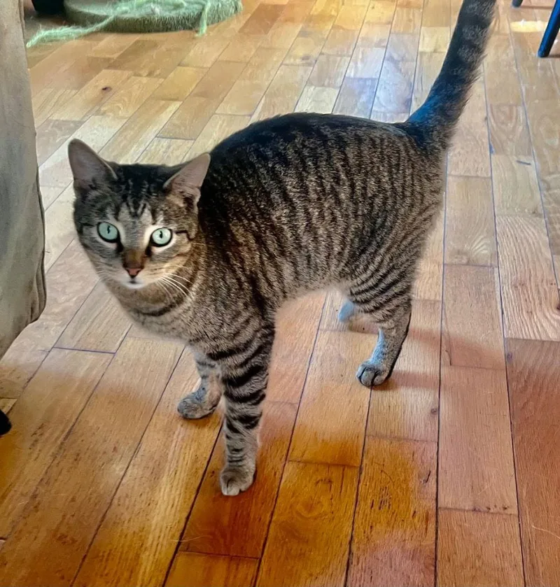 An adult medium-sized male Domestic Short Hair cat named Ash for adoption in Cromwell, KY