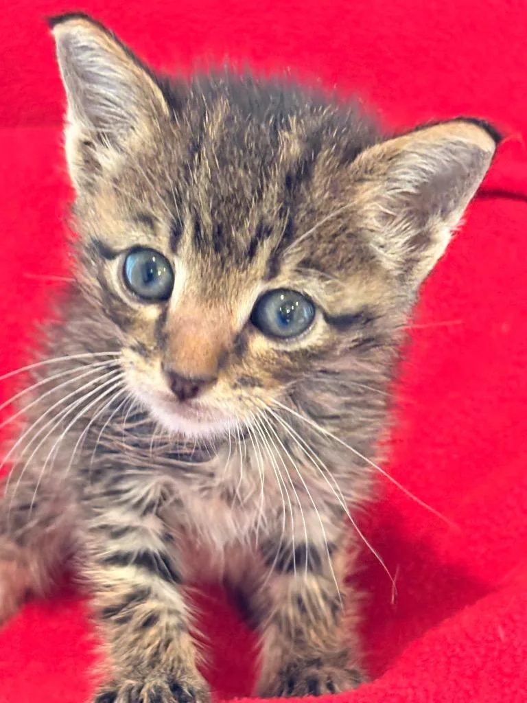 A baby small-sized male Domestic Short Hair cat named Arvy for adoption in Spring, TX