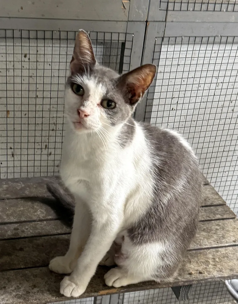 An adult medium-sized female Gray & White Domestic Short Hair cat named Sloane for adoption in Jacksonville, FL