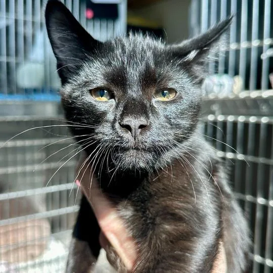 A baby medium-sized male Black Domestic Short Hair cat named Hershey for adoption in Matteson, IL