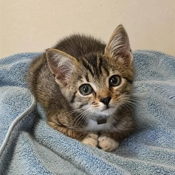 A baby small-sized female Brown / Chocolate Domestic Short Hair cat named Helga for adoption in Hawthorne, CA