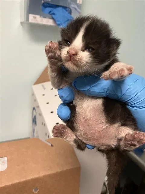 A baby small-sized male Domestic Short Hair cat named Beau for adoption in Long Beach, CA
