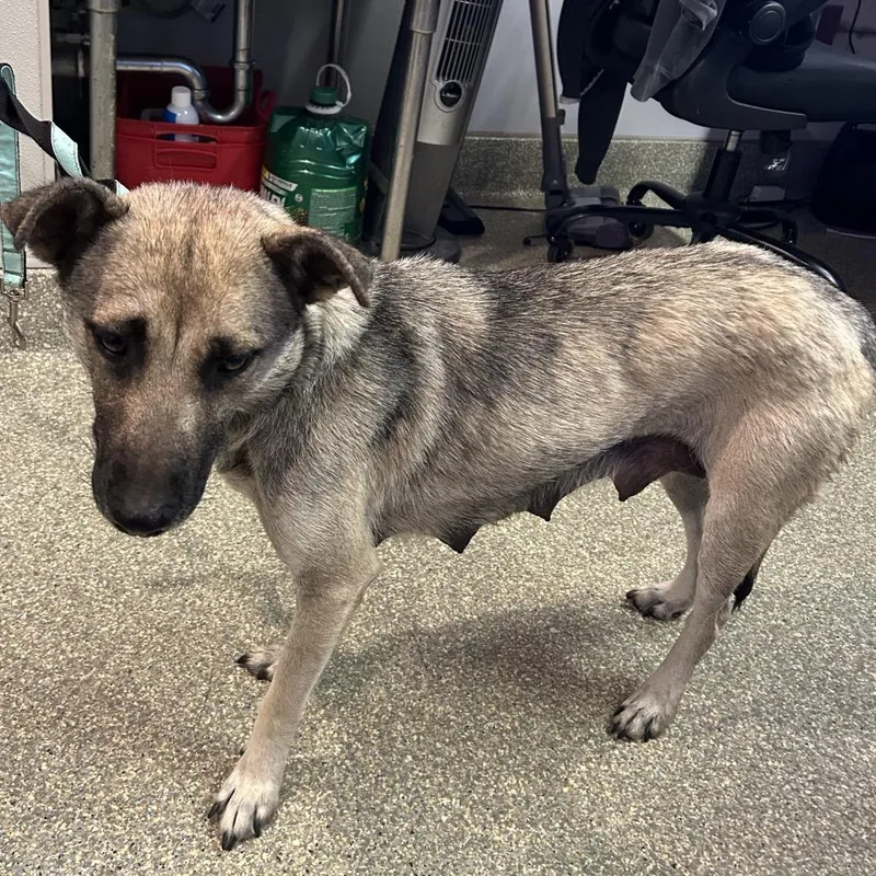 An adult medium-sized female Yellow / Tan / Blond / Fawn Shepherd dog named Gigi for adoption in San Gabriel, CA