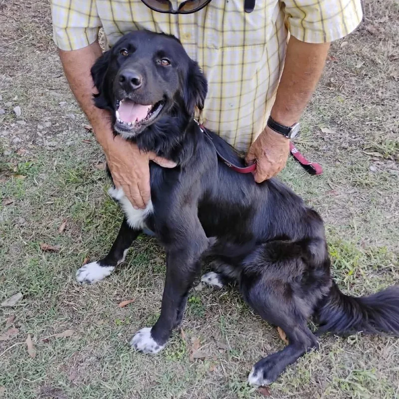 An adult medium-sized male Black Retriever dog named Bud Dog for adoption in Hackett, AR