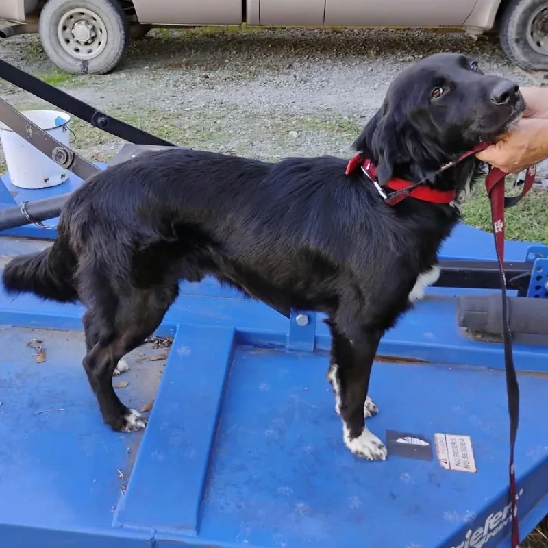 Bud Dog thumbnail 3