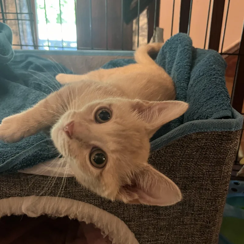 A young medium-sized female Domestic Short Hair cat named Clementine for adoption in Belchertown, MA
