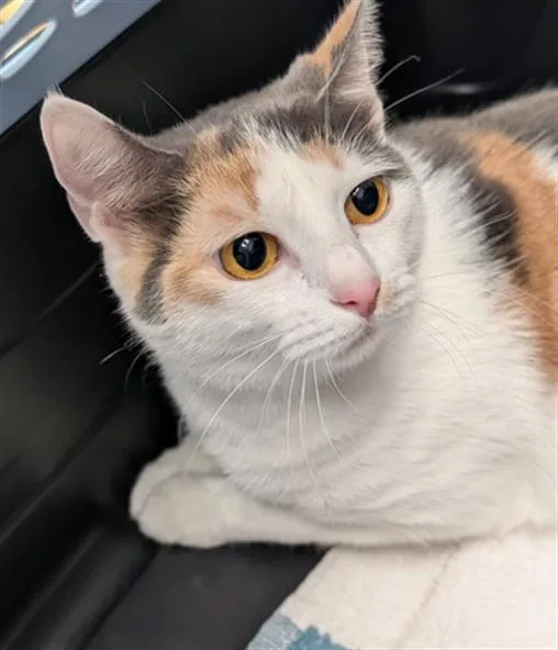 A young medium-sized female Domestic Short Hair cat named Cinnamon for adoption in Canfield, OH