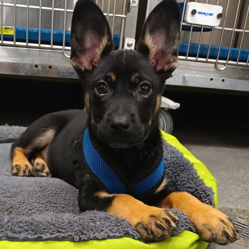 Frankie