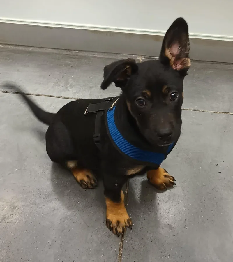 Frankie thumbnail 3