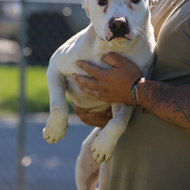 An adult medium-sized male Pit Bull Terrier dog named Tex for adoption in Mount Sterling, KY