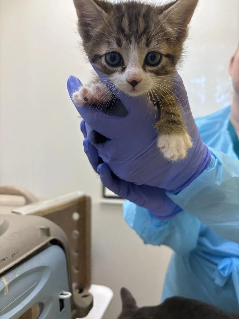 A baby small-sized male Tabby (Brown / Chocolate) Domestic Short Hair cat named Terracotta for adoption in Raleigh, NC