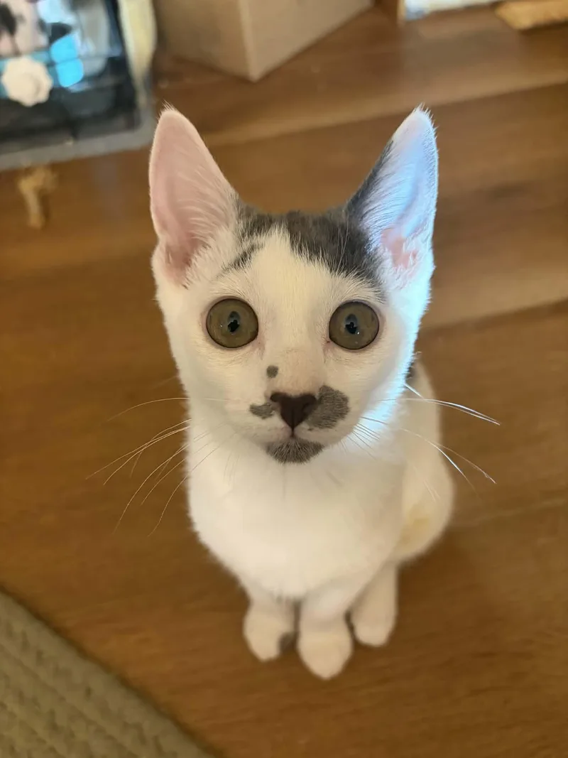 A young medium-sized female Gray & White Domestic Short Hair cat named Gretel for adoption in Belchertown, MA