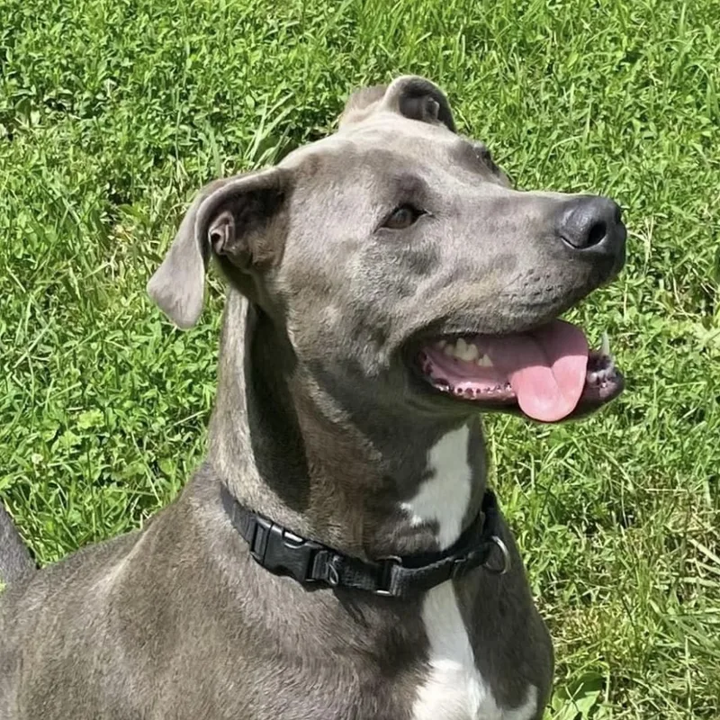 An adult large-sized female Gray / Blue / Silver Weimaraner dog named Bella for adoption in Spencer, IN