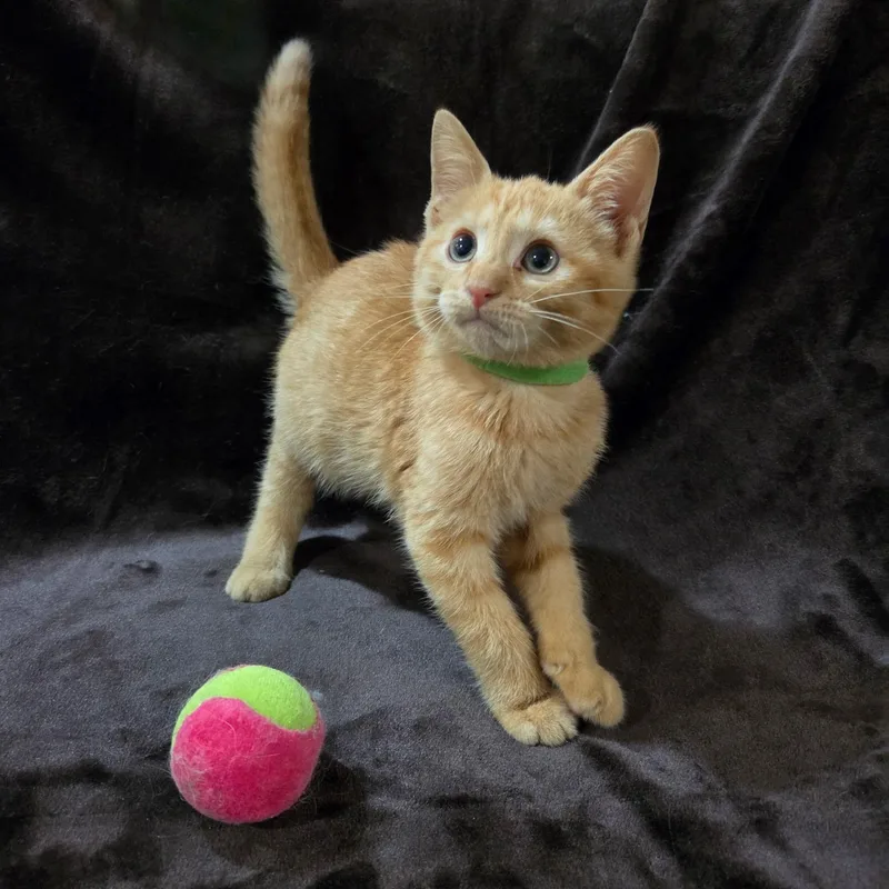 A baby medium-sized male Domestic Short Hair cat named He for adoption in Baytown, TX