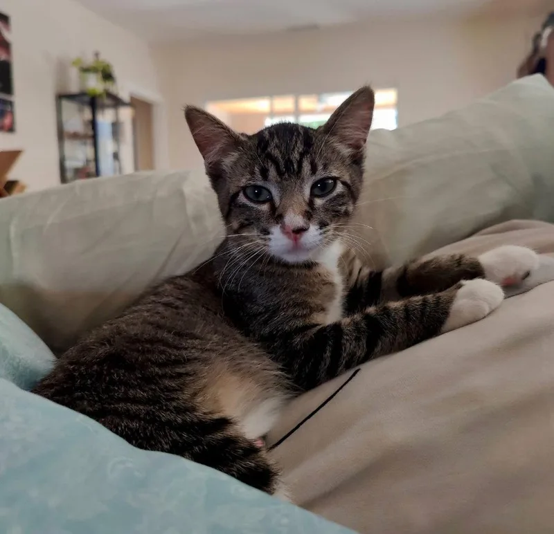 A baby medium-sized female Domestic Short Hair cat named Miss Tuesday for adoption in Los Alamitos, CA
