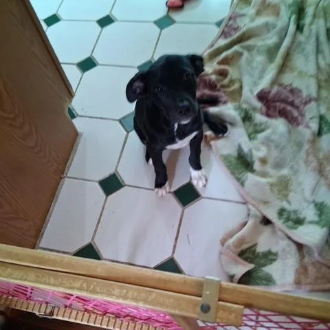A baby small-sized female Black Mixed Breed dog named Sadie for adoption in Dayton, OH