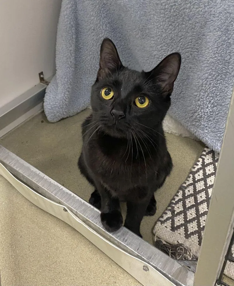 A young small-sized female Black Domestic Short Hair cat named Mila for adoption in Alexandria, VA