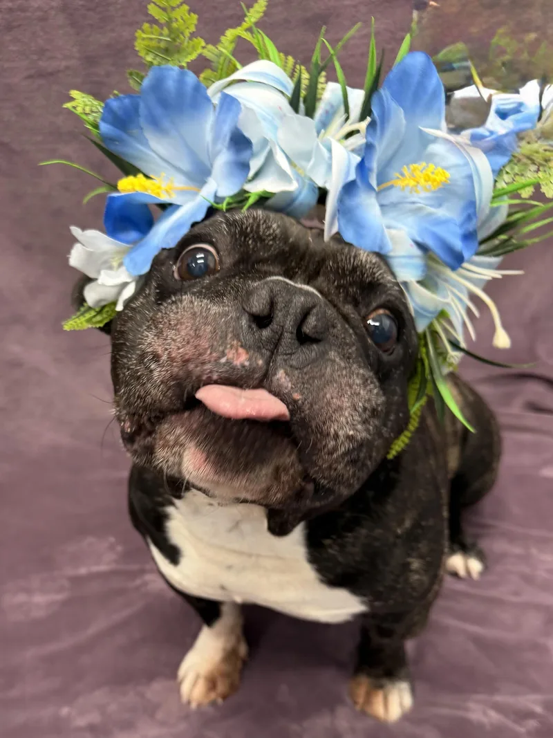 A young medium-sized male Brindle Bulldog dog named Bob Tag for adoption in Central Islip, NY
