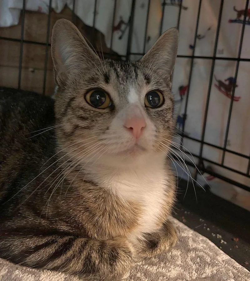 A baby large-sized female Domestic Short Hair cat named Caddie for adoption in East Hartford , CT
