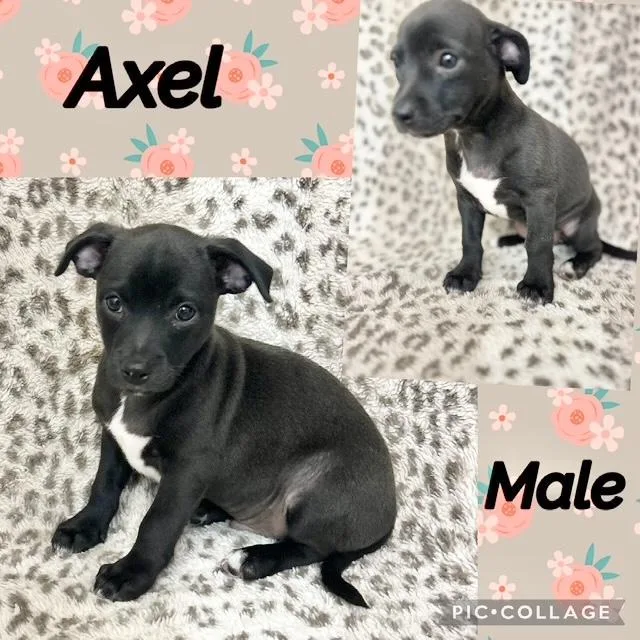 A baby medium-sized male Chiweenie dog named Axel for adoption in Manchester, CT
