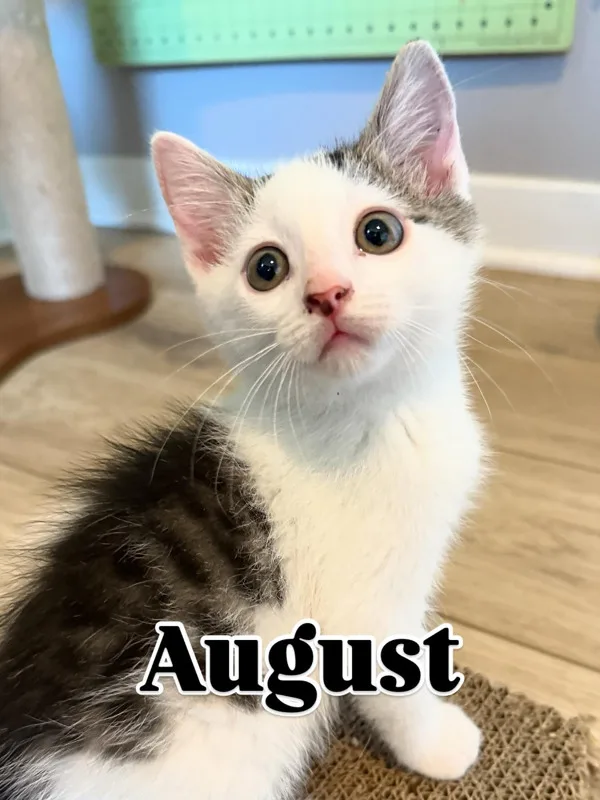 August thumbnail 3