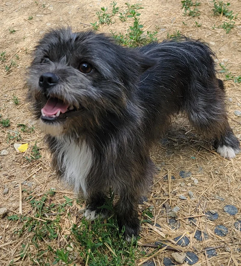 A young small-sized male Black Cairn Terrier dog named Duke for adoption in Mount Sterling, KY