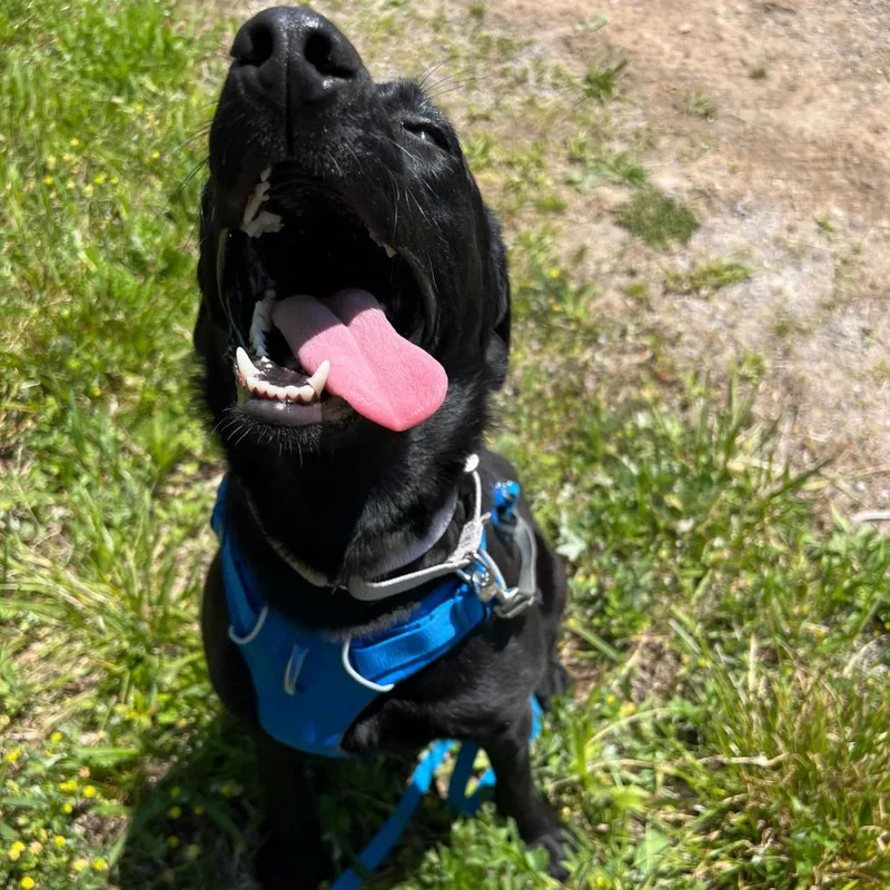 A young medium-sized female Black Mixed Breed dog named Iris for adoption in Waynesville, NC