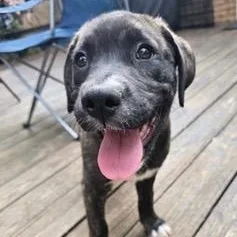 A baby medium-sized male Brindle Labrador Retriever dog named Ollie for adoption in Cumberland, RI