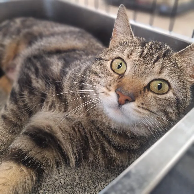 A young medium-sized female Brown / Chocolate Domestic Short Hair cat named Bonnie for adoption in Attica, NY