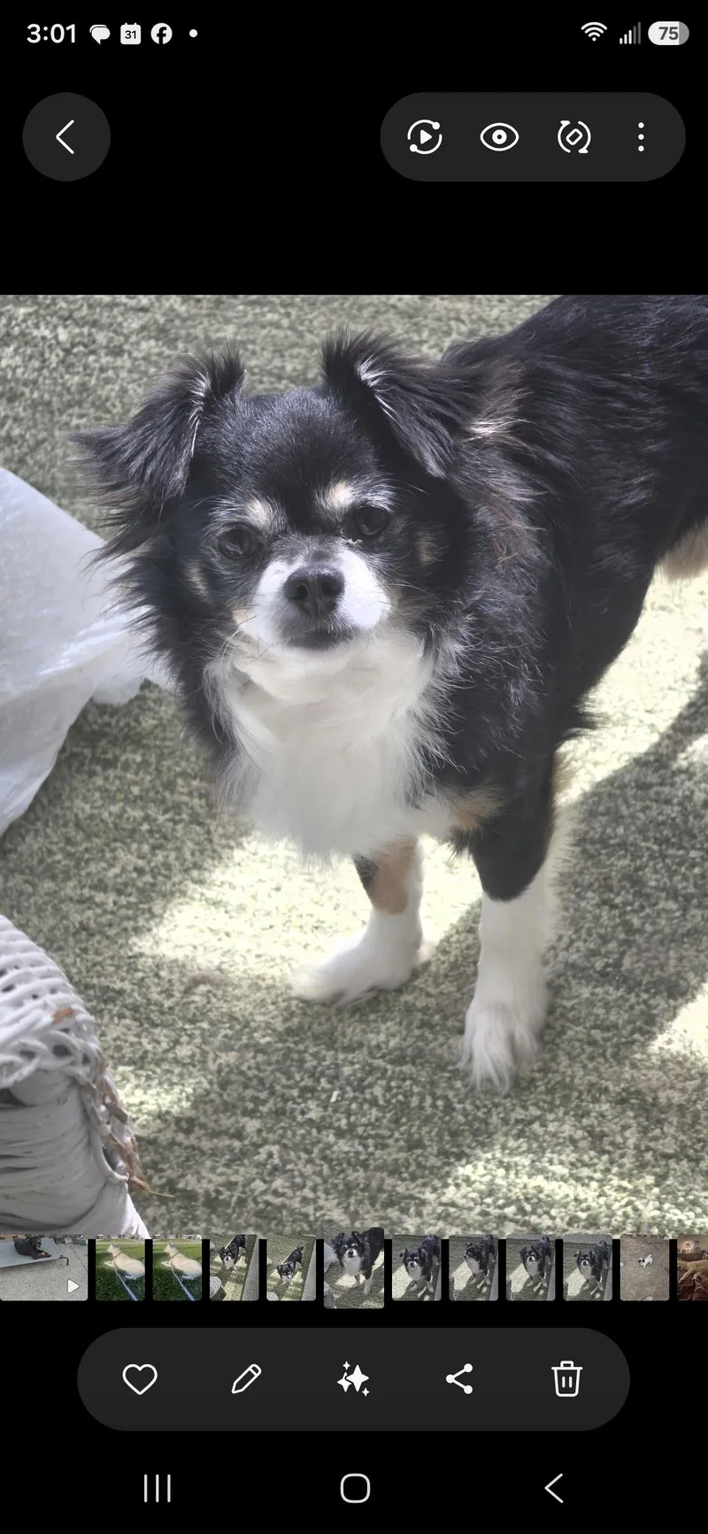 An adult small-sized male Black Chihuahua dog named Pepe for adoption in Cleveland , OH