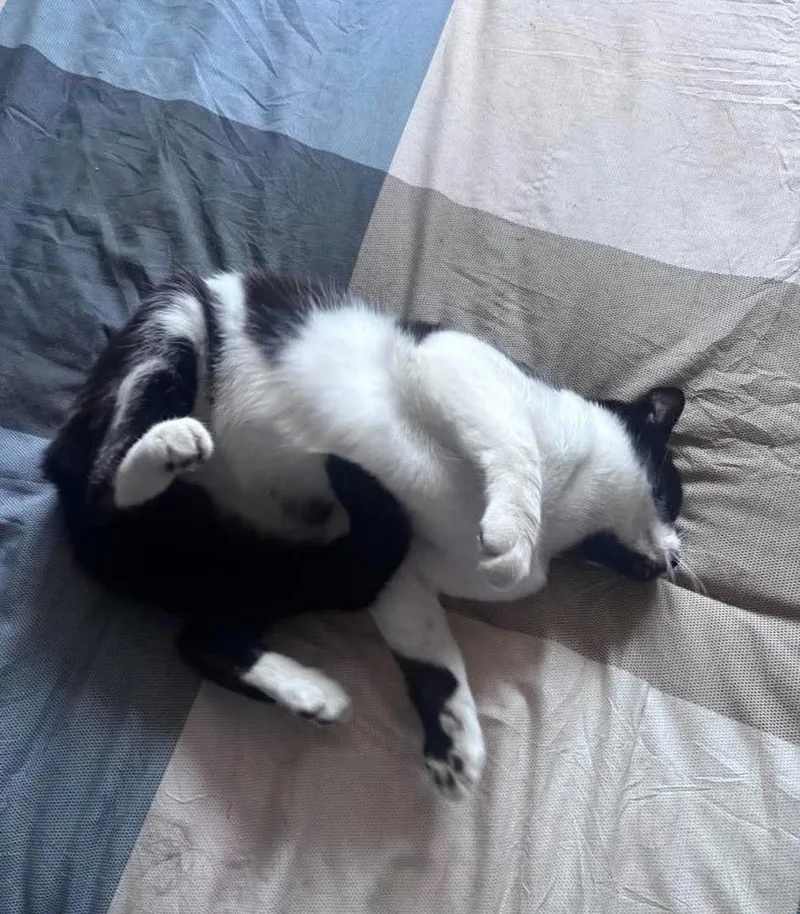 An adult medium-sized male Black & White / Tuxedo Domestic Short Hair cat named Rizzo for adoption in Chicago, IL