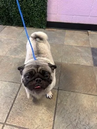 A baby medium-sized female Brown / Chocolate Pug dog named 61390070 for adoption in El Paso, TX