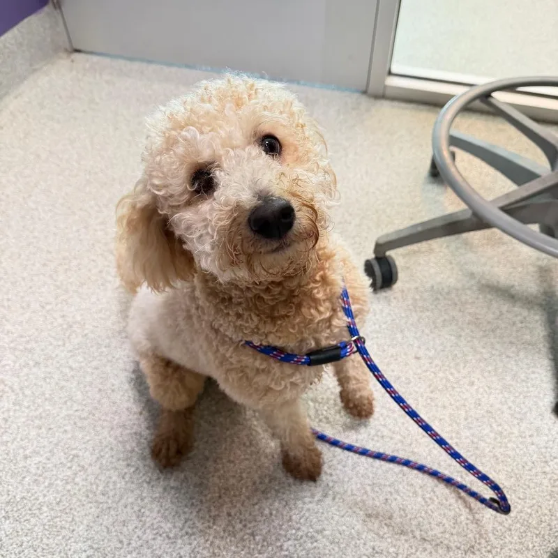 A young small-sized male Yellow / Tan / Blond / Fawn Miniature Poodle dog named Frankie for adoption in Englewood, FL
