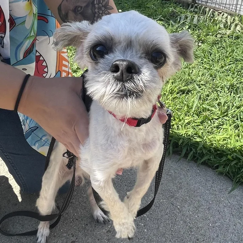 A senior small-sized male White / Cream Shih Tzu dog named Ewok for adoption in Springfield, MA