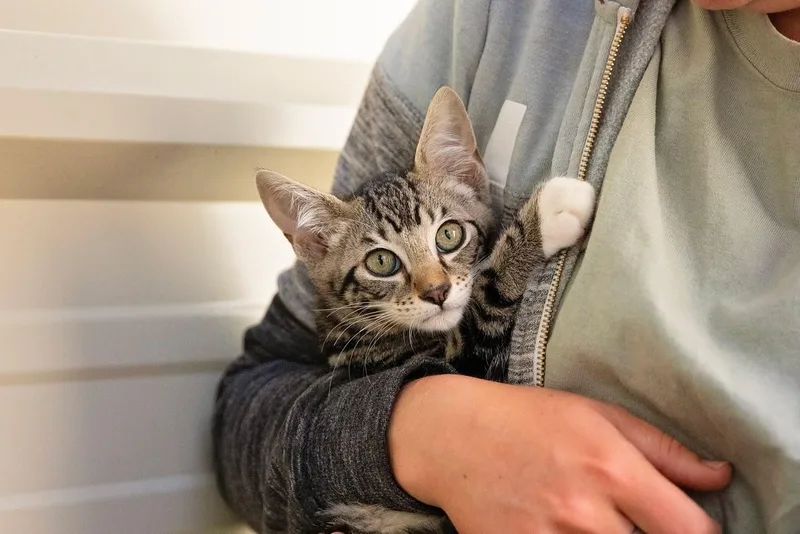 Marsh Litterbogs thumbnail 2